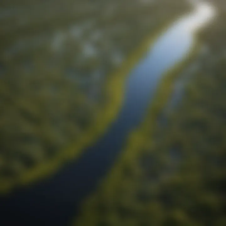 An aerial view showcasing the vastness of the Florida Everglades ecosystem.
