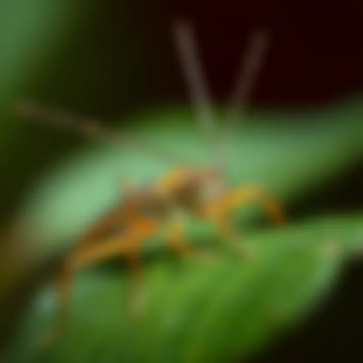 Notable The Remarkable World of Stick Bugs: Adaptations, Habitats, and Ecological Roles