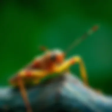 The Remarkable World of Stick Bugs: Adaptations, Habitats, and Ecological Roles Summary The Remarkable World of Stick Bugs: Adaptations, Habitats, and Ecological Roles Summary