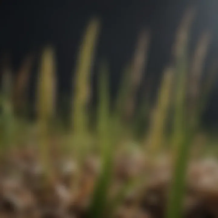 Close-up of caterpillar grass seeds showcasing their unique characteristics