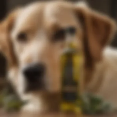 A bottle of olive oil alongside dog grooming products, highlighting its use in skin care