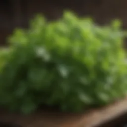 Fresh parsley sprigs showcasing vibrant green leaves