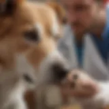 Veterinary professional examining a dog