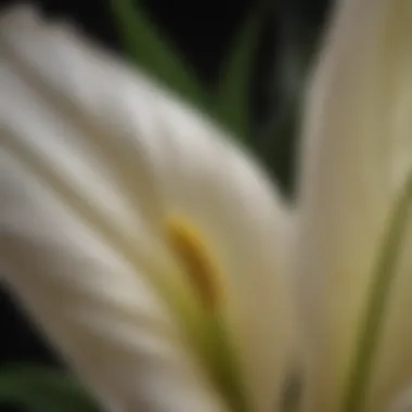 A close-up view of a yellowing leaf on a peace lily