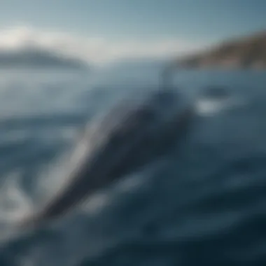 Majestic Blue Whale in Its Natural Habitat A blue whale swimming majestically in the ocean