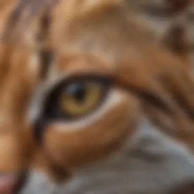 Close-up of a rusty-spotted cat showcasing its distinctive fur patterns