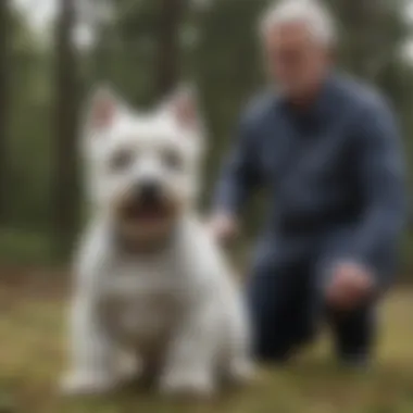 Training a West Highland Terrier West Highland Terrier being trained by its owner