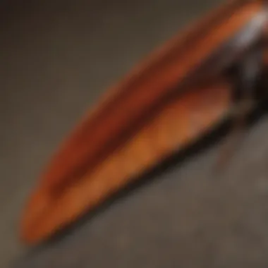 Comparative Analysis of Insect Wings Comparative analysis of cockroach wings and those of other insects.