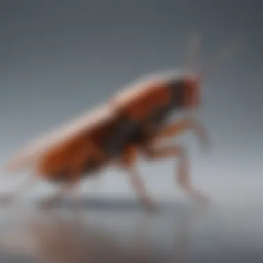 Cockroach in Flight: Wing Mechanics Cockroach in flight demonstrating wing mechanics and movement.