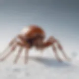 Close-up view of a tick on snow, showcasing its resilience in winter conditions.