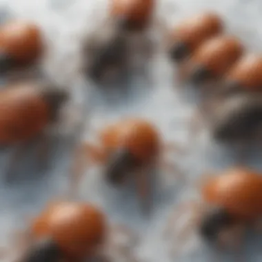 Adaptations of Tick Species Illustration depicting various tick species and their adaptations to cold weather.