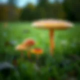 Types of Mushrooms Found in Lawns: An In-depth Exploration Introduction