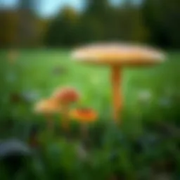 Types of Mushrooms Found in Lawns: An In-depth Exploration Introduction