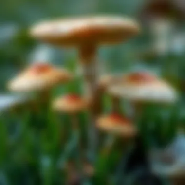 Types of Mushrooms Found in Lawns: An In-depth Exploration Summary Types of Mushrooms Found in Lawns: An In-depth Exploration Summary
