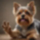 A Yorkshire Terrier with a scratching paw showing signs of allergies