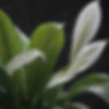 Close-up of drooping peace lily leaves