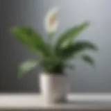 A healthy peace lily with vibrant green leaves