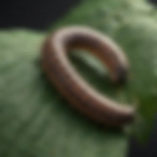 Detailed view of armyworm larvae feeding on a leaf