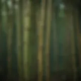 Close-up of bamboo stalks highlighting their unique texture