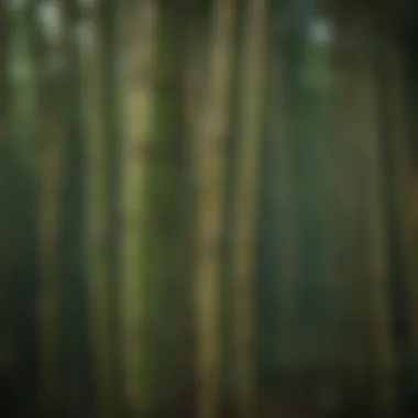 Close-up of bamboo stalks highlighting their unique texture