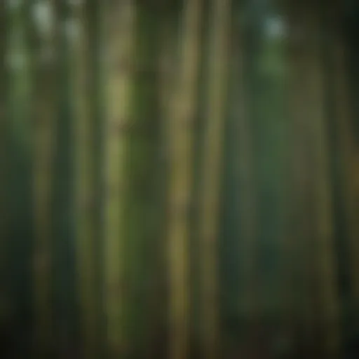 Close-up of bamboo stalks highlighting their unique texture