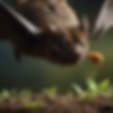 Ecological Contributions of Bats An illustration showing the ecological role of bats in pollination and seed dispersal