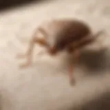 Close-up view of a bed bug on fabric