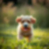 A playful Boxerdoodle puppy in a grassy field