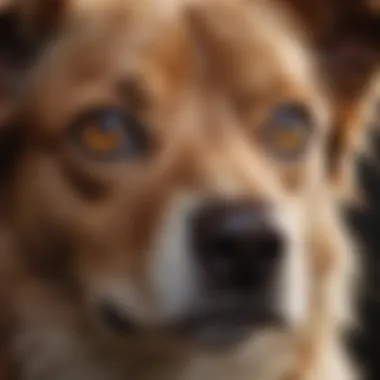 A close-up of a dog's face showcasing its expressive eyes