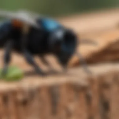 Carpenter bee nesting in wood