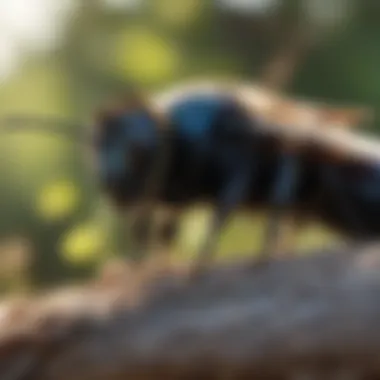 Ecological Significance of Carpenter Bees Infographic on the ecological role of carpenter bees