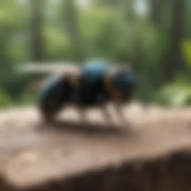 The Natural Habitat of Carpenter Bees Carpenter bee and its habitat