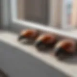 Close-up of carpet beetles resting on a window sill.