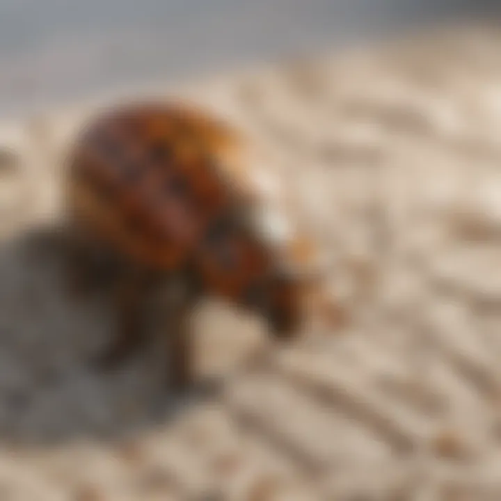 Visual guide to common signs of carpet beetle infestations.