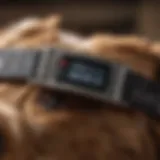 A close-up view of a budget-friendly bark collar on a dog