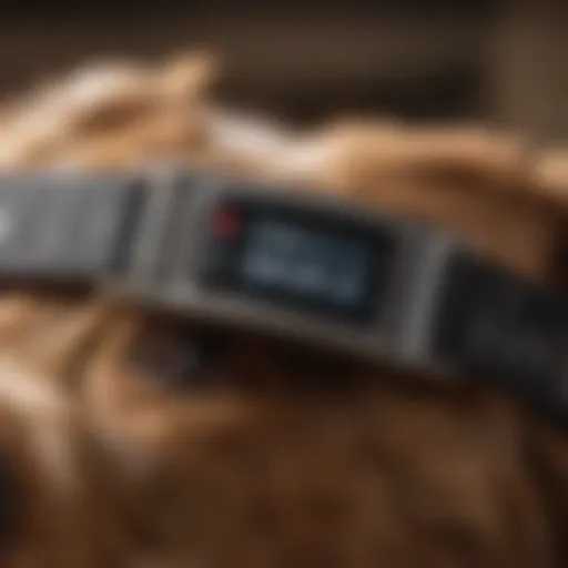 A close-up view of a budget-friendly bark collar on a dog