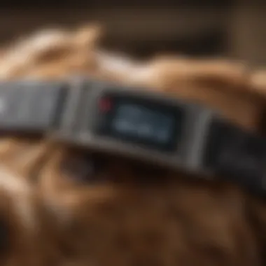 Budget-Friendly Bark Collar A close-up view of a budget-friendly bark collar on a dog