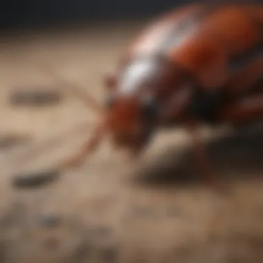 Diverse species of cockroaches in Oklahoma's urban environment