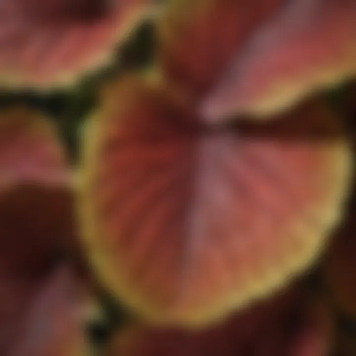 Close-up of coleus leaf patterns showcasing their unique colors