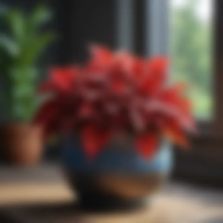 Vibrant coleus plants thriving in decorative pots