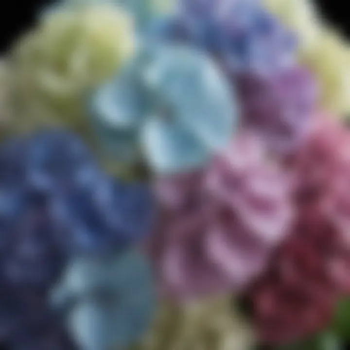 Close-up of hydrangea flowers showcasing different color variations