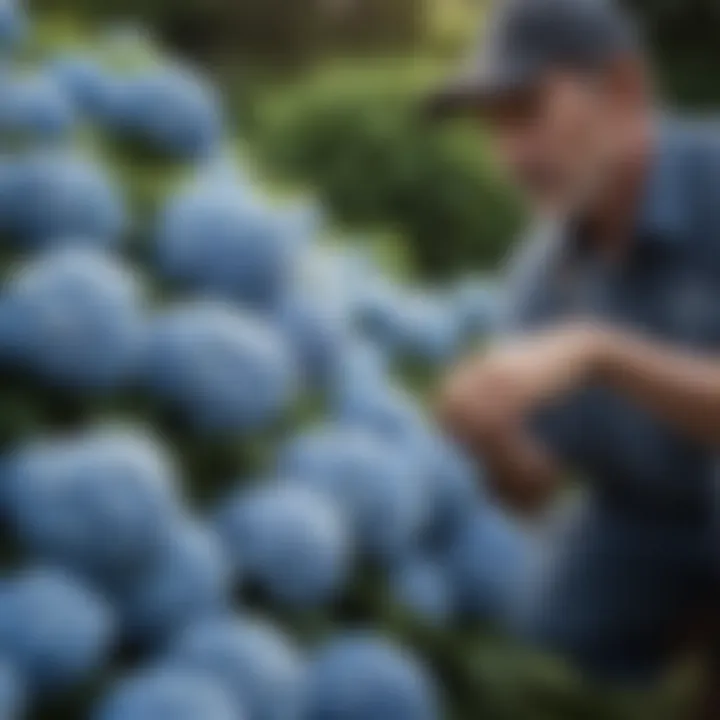A gardener tending to continuous blooming hydrangeas with care