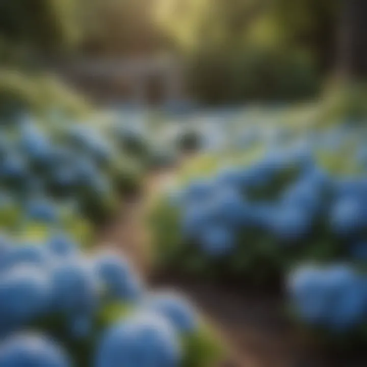 Landscaping design incorporating continuous blooming hydrangeas