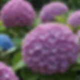 Vibrant continuous blooming hydrangeas in a lush garden setting