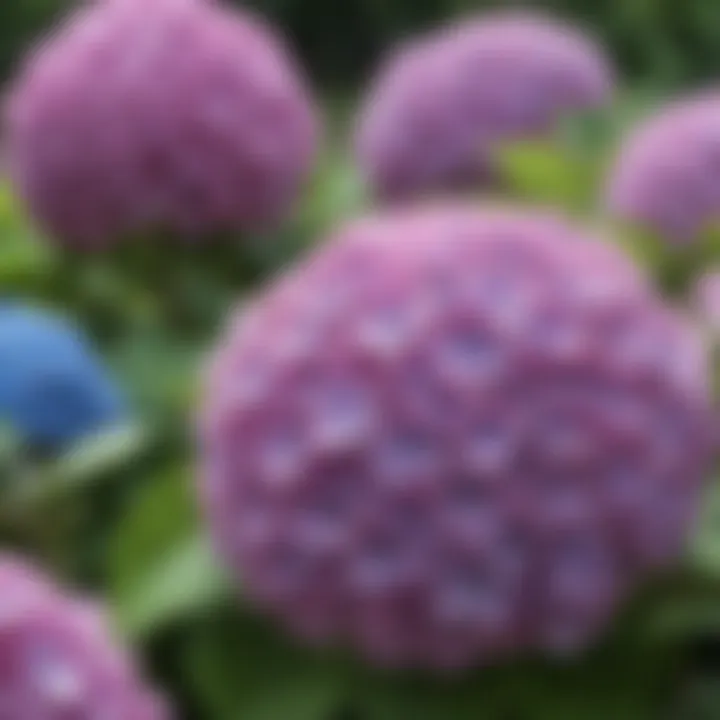 Vibrant continuous blooming hydrangeas in a lush garden setting