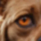 Close-up of a dog's ear showing inflammation