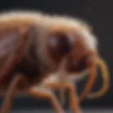 Close-up view of a dog flea on fur