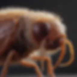 Close-up view of a dog flea on fur