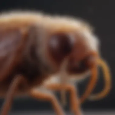 Close-up view of a dog flea on fur