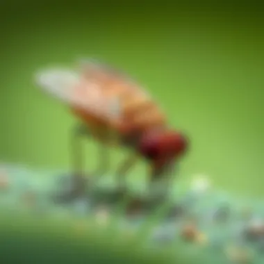 Understanding Flea Powder for Your Yard: A Comprehensive Guide Summary Understanding Flea Powder for Your Yard: A Comprehensive Guide Summary